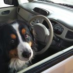 さち運転席