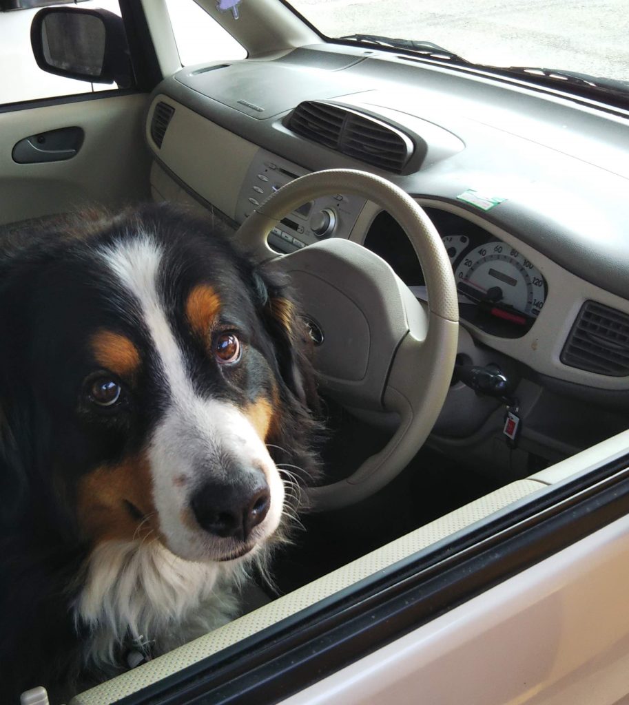 さち運転席